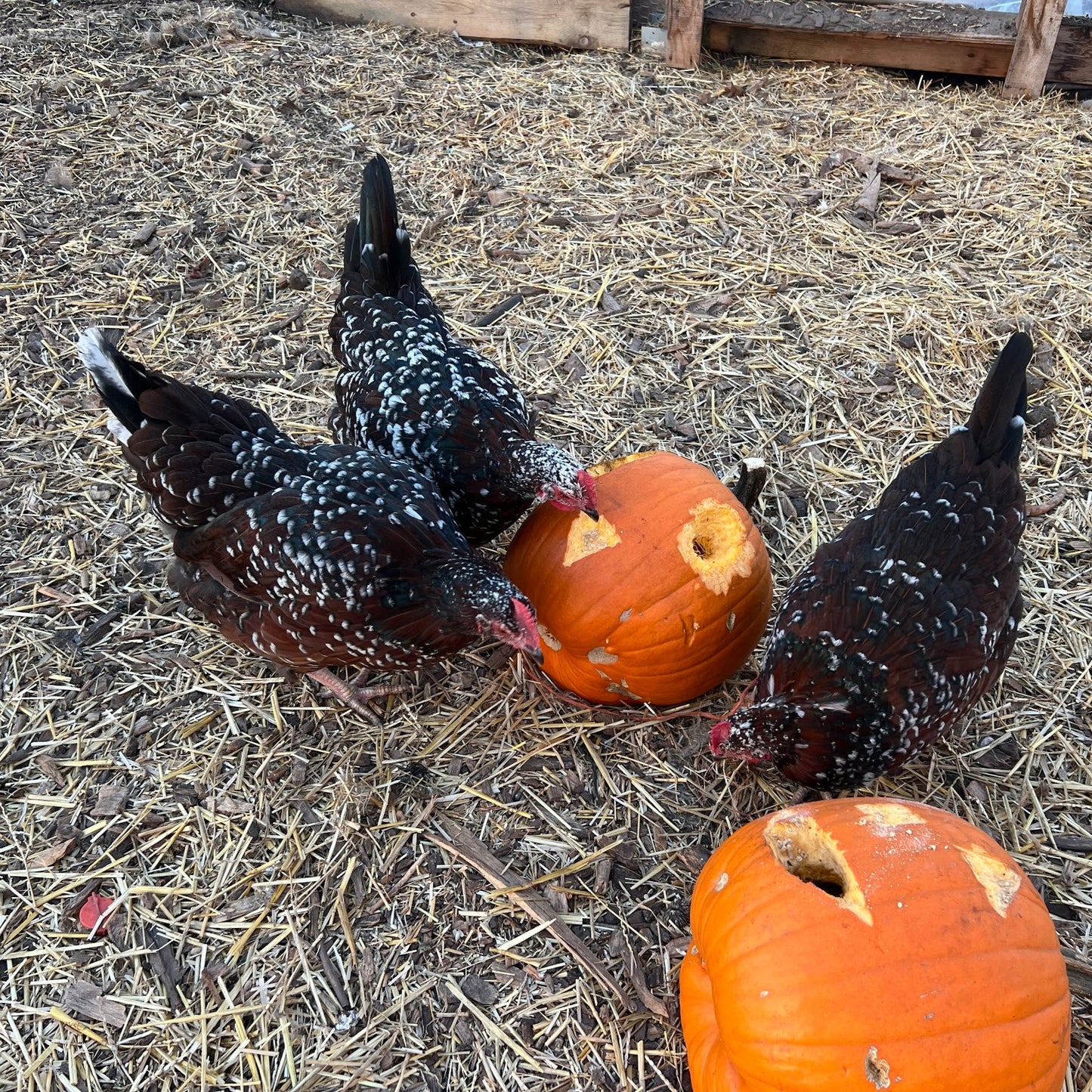 Fall Farm Day Camp - Tuesday, September 23rd and Friday, October 10th
