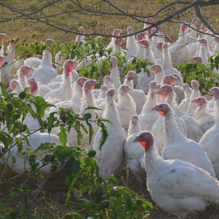 A group of pasture-raised white turkeys gathered outdoors.