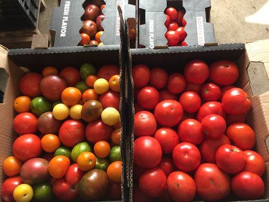 Two cardboard boxes filled with red and multicolored tomatoes on a concrete floor.