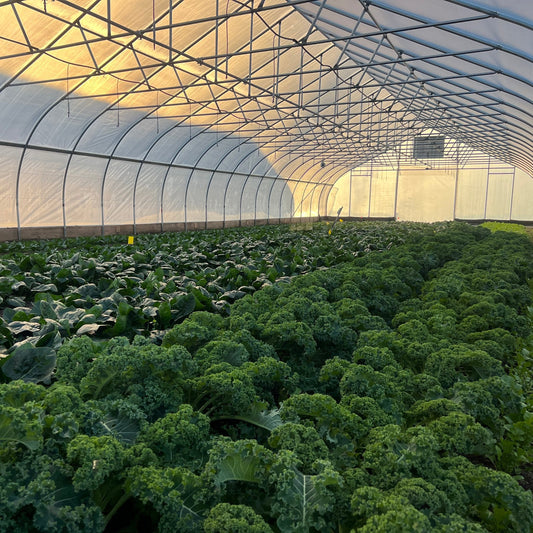 Winter Produce (2025)