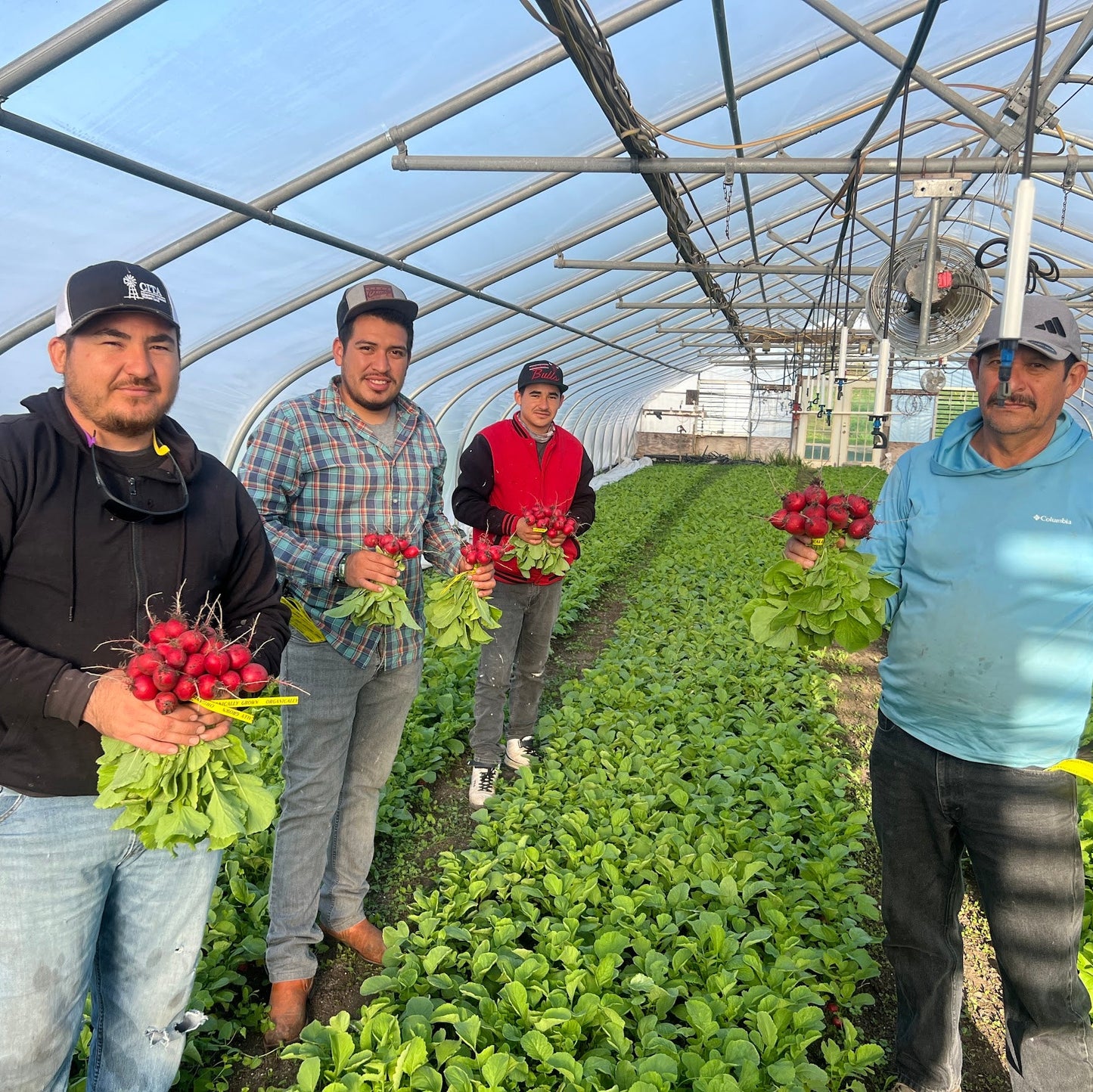 Spring Vegetables (2026)