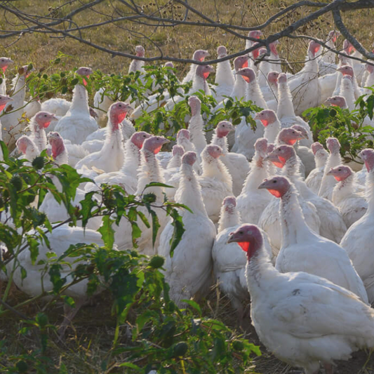 A group of pasture-raised white turkeys gathered outdoors.