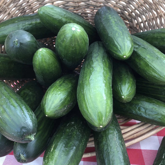 Early Summer Vegetables (2024)