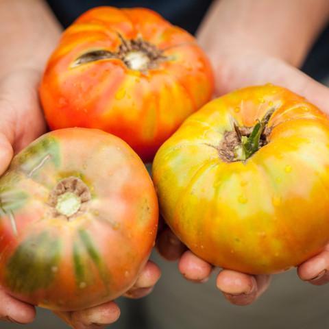 Late Summer Vegetables (2024)